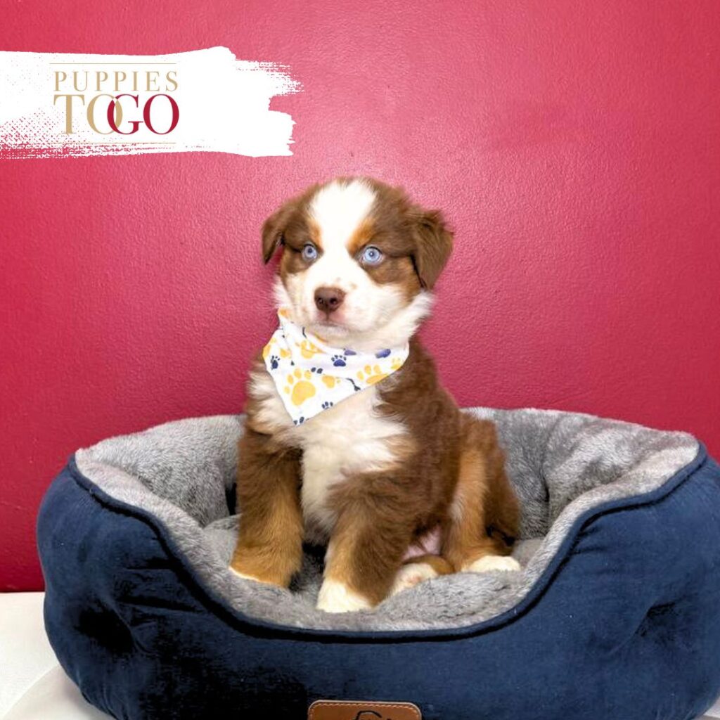 Shepherd Puppies Sale