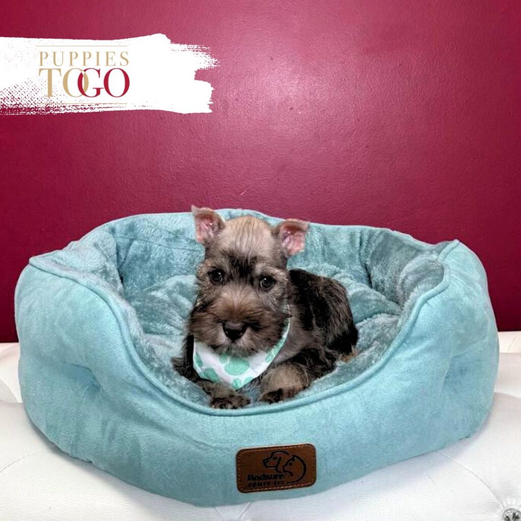 Mini Schnauzer puppies for sale