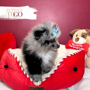 Pomeranian puppies sale Miami F Merle #0648
