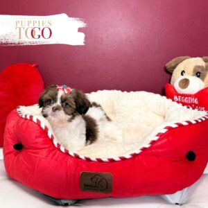 Shih Tzu for sale at Puppies F Chocolate/White part #1438