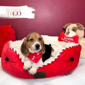 Beagle Puppies for Sale M Black/White/Tan #0847