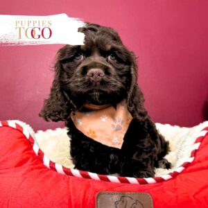 Cocker Spaniel Puppies Miami M Chocolate/white #7897