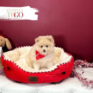 Pomeranian puppies sale Miami M Cream #4263