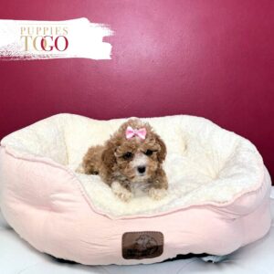 Poodle Puppy to Your Miami Home Red F #4101