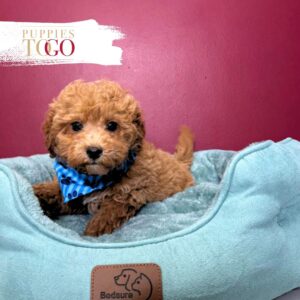 Poodle Puppies for Sale M light Red #5987