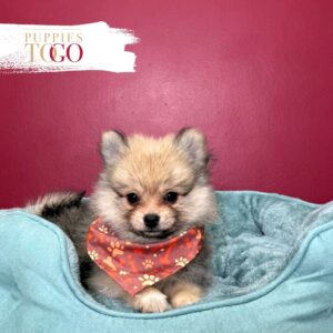 Pomeranian puppies sale Miami M Fawn/Sable #7105