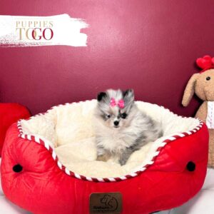 Pomeranian puppies sale Miami