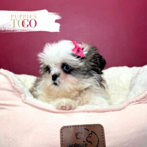 Shih Tzu for sale at Puppies F brindle/white #6235