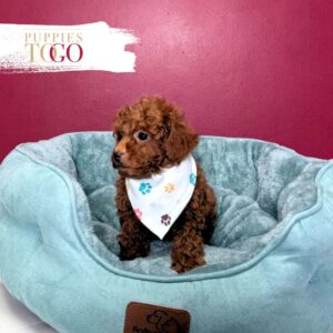Poodle Puppies for Sale M Red #4157