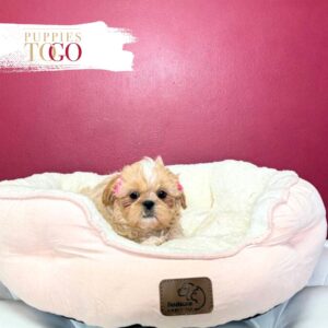 Shih Tzu for sale at Puppies F Gold/White #5880