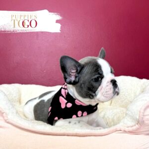 French Bulldog Puppies Sale Miami F Blue/White Piebald #8977