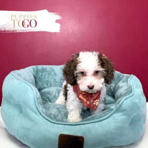 Poodle Puppies for Sale M Chocolate/White part #8063