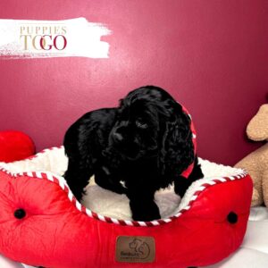 Cocker Spaniel Puppies For Sale Miami