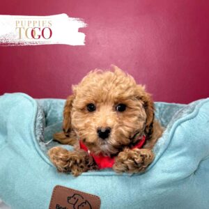 Poodle Puppy to Your Miami Home M light Red #5988