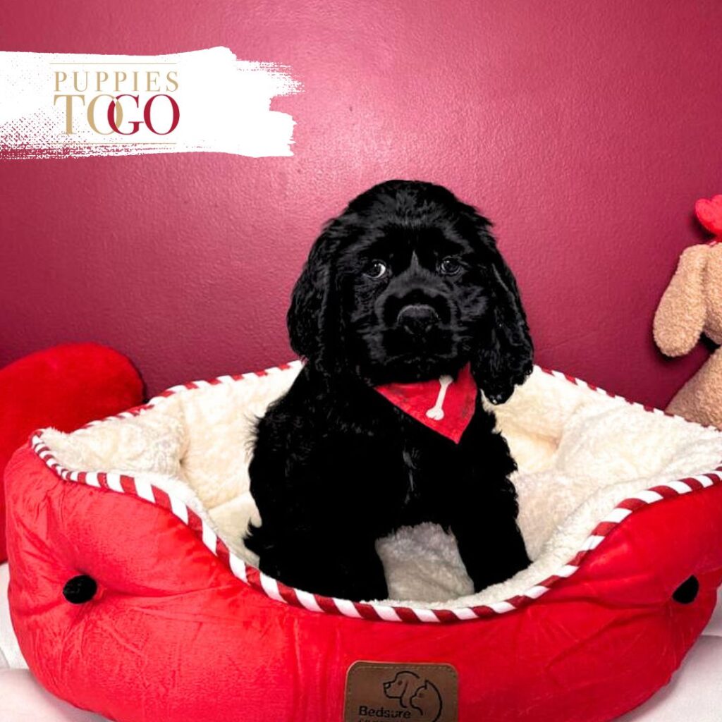 Cocker Spaniel Puppies For Sale Miami