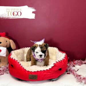 English Bulldog Puppies For Sale Miami F Red/White #5461