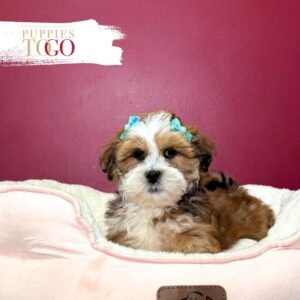 Lhasa apso  Puppy Awaits in Miami! F Brown/White #8068