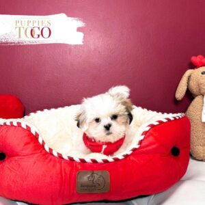 Shih Tzu Puppies For Sale Miami M White/Sable #8762