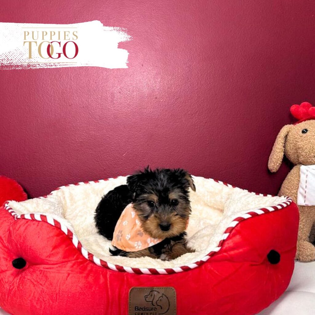 Yorkshire Terrier Puppies Sale Miami