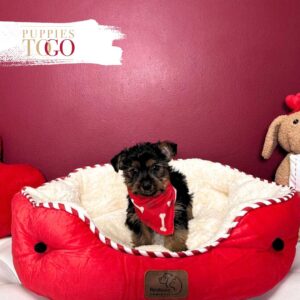Yorkshire Terrier Puppies Sale Miami