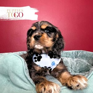 Cocker Spaniel Puppies For Sale Miami M Blue merle/white/tan #3661