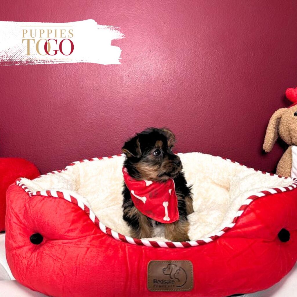 Yorkshire Terrier Puppies Sale Miami