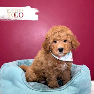Mini GoldelDoodle for sale Miami M Dark Red #1964