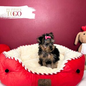 Yorkshire Terrier Puppies Miami For Sale