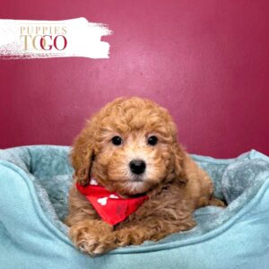 Mini GoldelDoodle for sale Miami M Red #2364