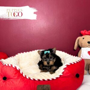 Yorkshire Terrier Puppies Sale Miami