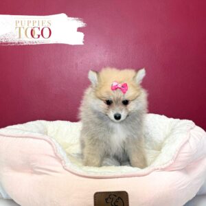 Pomeranian puppies sale Miami F Sable #1750