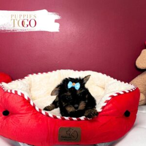 Yorkshire Terrier Puppies Sale Miami