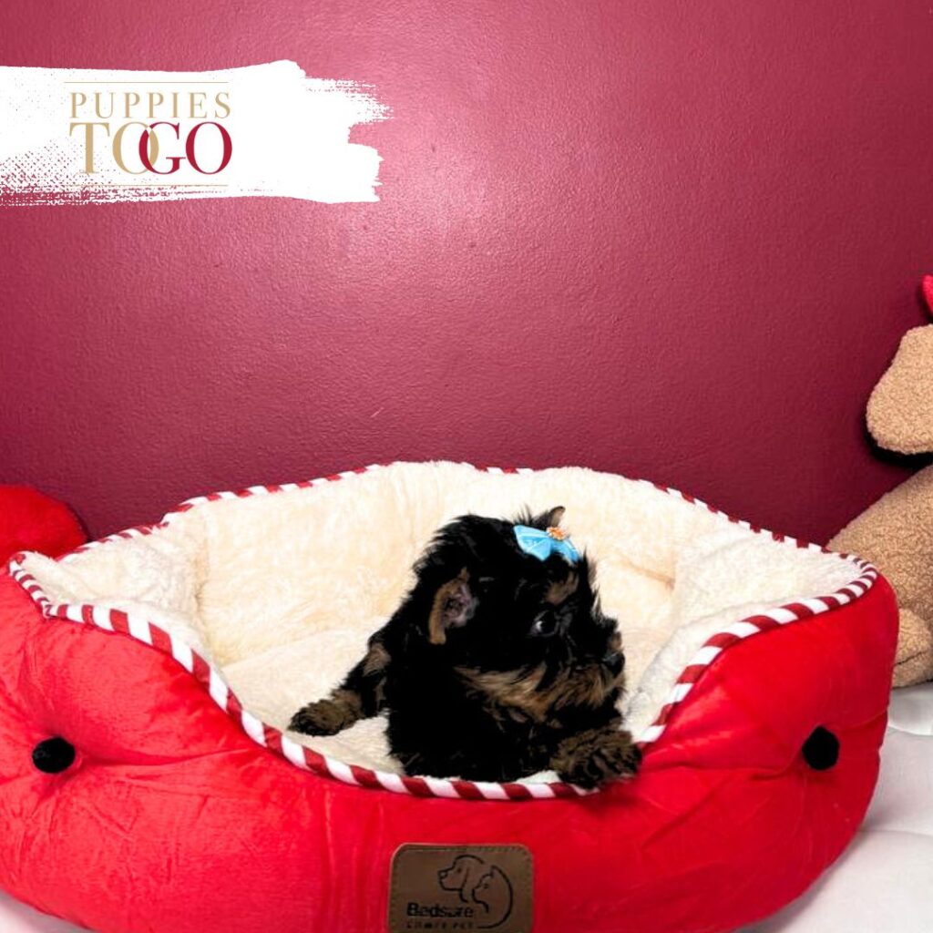 Yorkshire Terrier Puppies Sale Miami