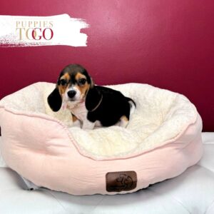 Beaglier Puppies for Sale Miami F Black/Tan/White #6436