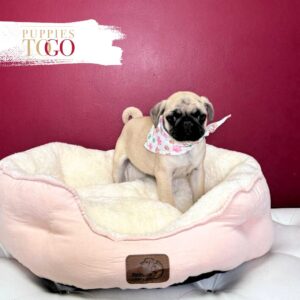 PUG For Sale Miami F Fawn #2995