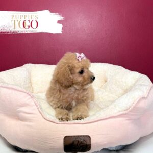 Cockapoo Puppies F Apricot #5982