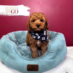 Cockapoo Puppy is Waiting for You in Miami M Red #7704