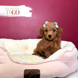 Mini GoldelDoodle for sale Miami F Red #7889