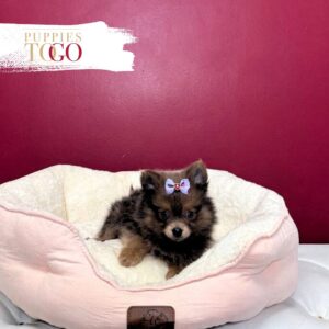 Pomeranian puppies sale Miami F Blue #9705