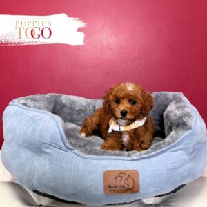 Poodle Puppies for Sale M Red #1441