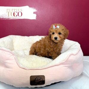 Poodle Puppy to Your Miami Home F Red #1444
