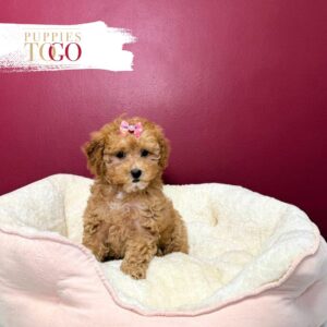Poodle Puppy to Your Miami Home F Red #7195