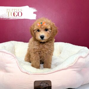 Poodle Puppies for Sale F Red #1453