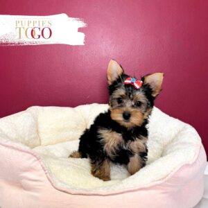 Yorkshire Terrier Puppies Miami For Sale F Black/Tan #3028