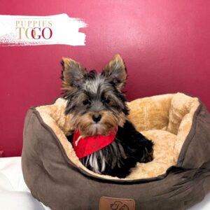 Yorkshire Terrier Puppies Miami For Sale M Black/Tan #7578