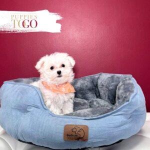 Maltese puppies for sale Miami M White #5891