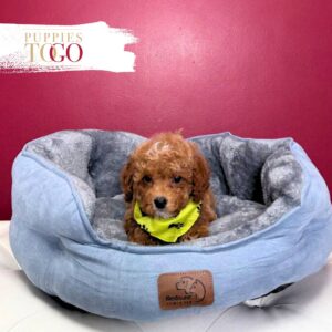 Cockapoo Puppy is Waiting for You in Miami M Red #5983