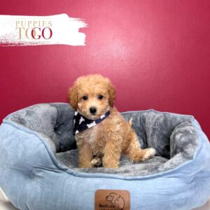Cockapoo Puppy is Waiting for You in Miami M Apricot #5976