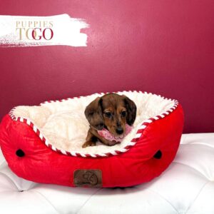 Dashhund puppies for sale miami F Chocolate Dapple #0146