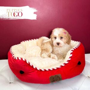 Mini Bernedoodle Puppy is Waiting for You in Miami